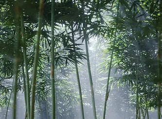 Secrets of Bamboo: How It Produces Water for Rivers and Streams