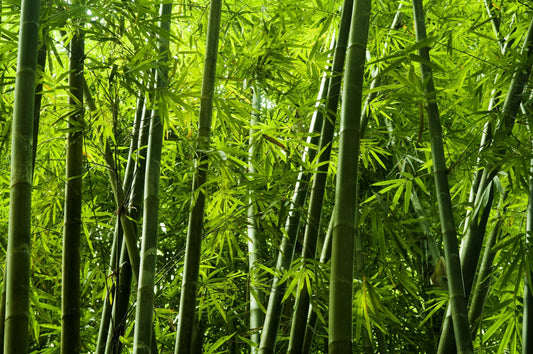 Harnessing the Power of Nature: Bamboo as a Game Changer in Renewable Energy-Mianzi